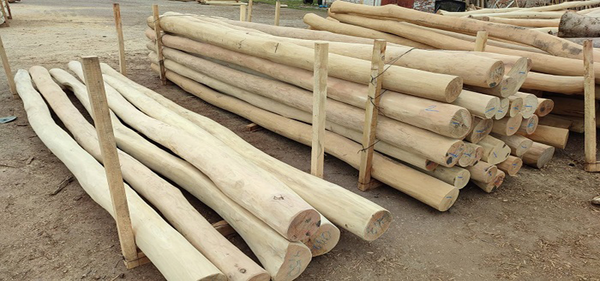 Robinienpfähle – Länge von 1 m bis 4 m (Ø 10–12 cm)