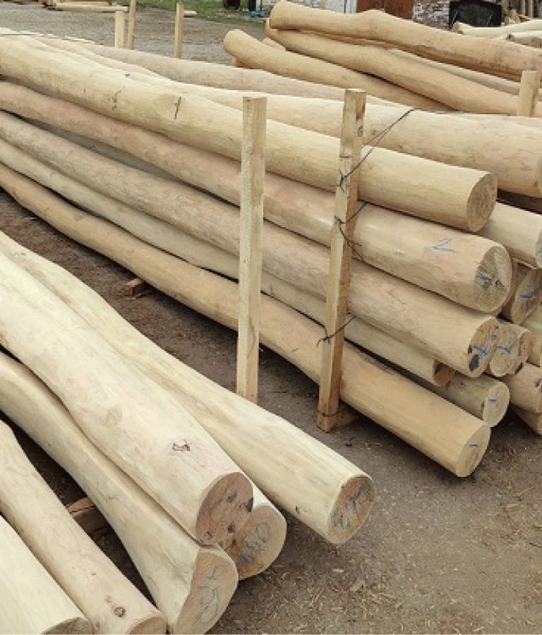 Robinienpfähle – Länge von 1 m bis 4 m (Ø 10–12 cm)